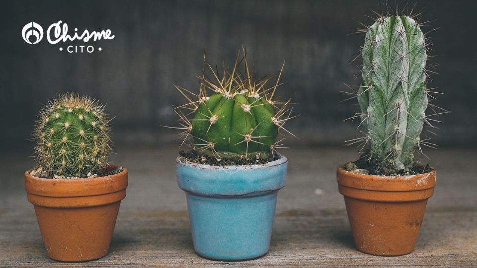 Revivirás a tu cactácea con este truco que usan jardineros.