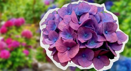 Las mejores macetas para que tus hortensias sean 'la Reina' de tu jardín