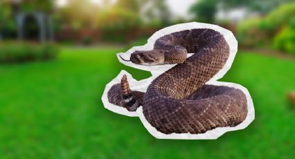 ¿Serpiente cascabel en casa? Así puedes saber si hay alguna viviendo en tu hogar