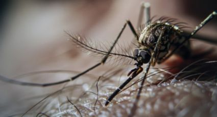 Trucazo con un ingrediente de cocina para ahuyentar a las moscas y mosquitos