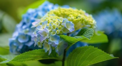 ¿Qué hacer si sospecho que mis hortensias están recibiendo demasiado sol o viento?