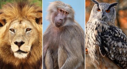 Test de personalidad: ¿Qué hay en tu interior, según el animal que más te guste?