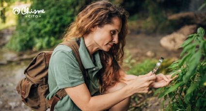 ¡Búscalas en el jardín! Estas hierbas naturales alivian la congestión