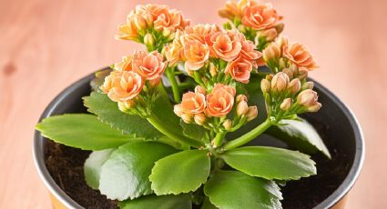 ¿Cuál es el origen de la planta kalanchoe y por qué se dice que es de la 'suerte'?