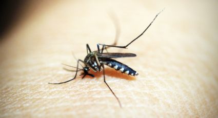 ¿Cómo identificar y diferenciar picaduras de mosquitos y picaduras de chinches?