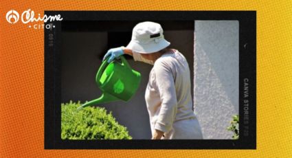 Esta es la hora ideal para regar las plantas en verano y evitar daños