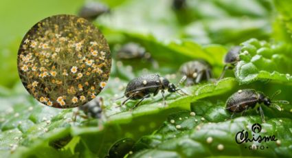 Sólo un puñado de esta flor silvestre terminará con las plagas de tus plantas