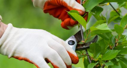 5 razones por las que debes podar tus plantas en agosto, según expertos en jardinería