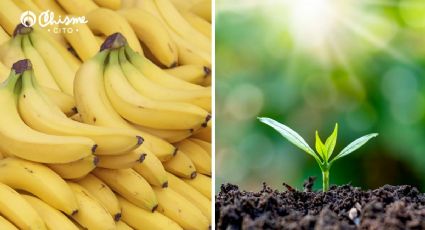 La infusión de cáscaras de plátano que mejora la floración, follaje y crecimiento de tus plantas