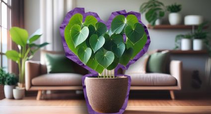 ¿Cuáles son las 4 mejores plantas con forma de corazón?