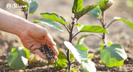 El poderoso compuesto que hace a las plantas resistentes a las plagas y enfermedades