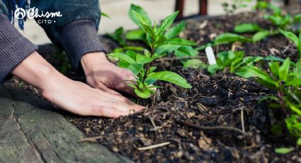 La planta de pocos cuidados que puedes usar para cocinar, hacer remedios y cremas antiarrugas