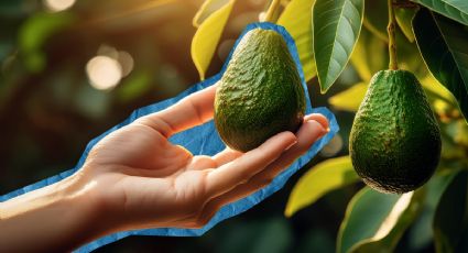 ¿Cuándo podrás disfrutar de tus propios aguacates si plantas un árbol este año?