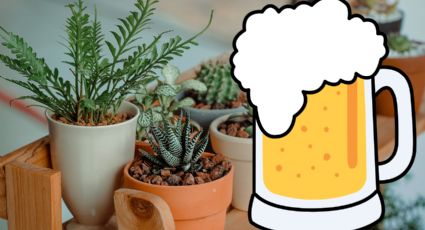 Día Mundial de la Cerveza: así puedes usarla para eliminar plaga de caracoles de tus plantas