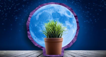 Jardín nocturno: estas son las plantas que necesitas para perfumar tu hogar por las noches