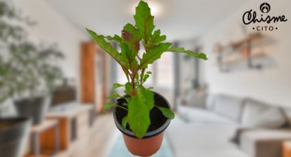 Elimina la mala energía del hogar con esta planta aromática