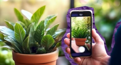 Usa estos 3 trucos para sacarle fotos a tus plantas y tener un jardín digno de Pinterest