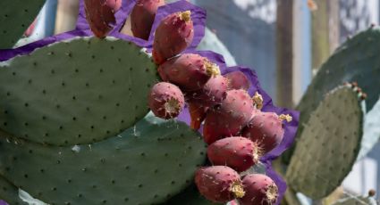 Así debes incorporar nopal a tu dieta para usar sus beneficios: más colágeno y menos arrugas