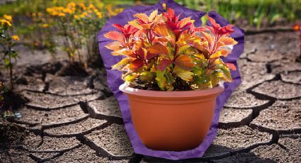 Vence a la sequía en tu jardín con estas plantas de sol y poca agua