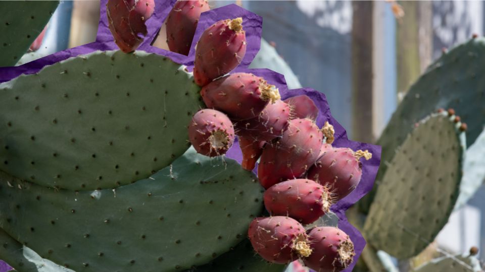 Fuente: Producción Chismecito