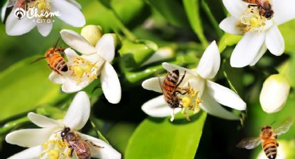 ¡Tus mejores aliados! estos insectos ayudarán a que tu huerto orgánico florezca