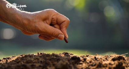 ¿Qué semillas debes plantar en agosto para presumir un jardín con flores en otoño?