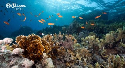 El increíble hallazgo en el fondo del océano que cambia la forma de estudiar cómo cazan los animales