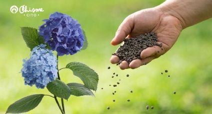 Hortensias: El fertilizante casero repleto de nutrientes para darle color a tus flores