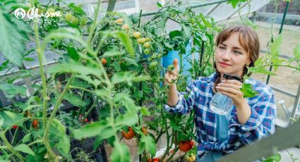 Con una pizca de bicarbonato y jabón neutro, prepara este fungicida natural para tus plantas