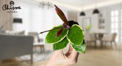 La extravagante planta que puede perfumar todo tu hogar y darle un plus a la decoración