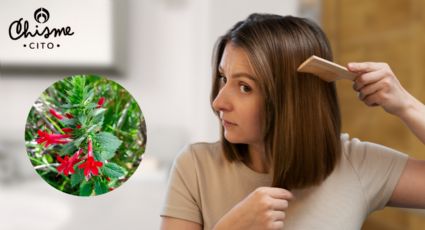 La planta autóctona de México que ayuda a combatir la caída del pelo