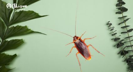 Tipos de plantas que no debes tener en casa porque atraen cucarachas