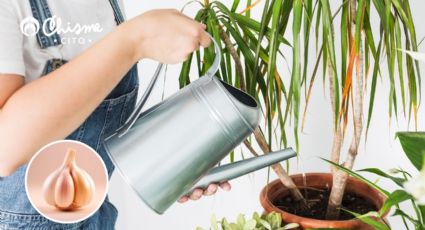 El abono secreto con ajo que jardineros usan para salvar a las plantas secas