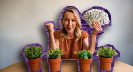 Las 4 plantas que dan buena suerte y debes tener en tu hogar