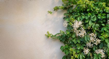 3 plantas trepadoras resistentes al sol y que necesitan poca agua para estallar de flores