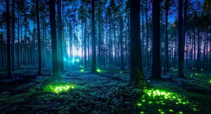 Parque ecológico de Jalisco: así es la noche de luciérnagas que todos deben ver una vez en la vida