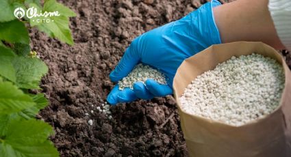 Fermenta estos potentes ingredientes y logra un abono que revive todo tipo de plantas