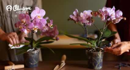 El lugar donde debe estar una orquídea para atraer la buena suerte, según el Feng Shui