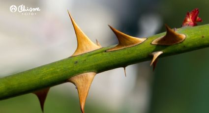 Los lugares donde debes colocar las plantas con espinas para contrarrestar su mala suerte