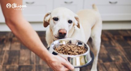 La querida actriz de Grey’s Anatomy que hoy vende alimentos para perros