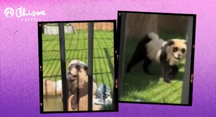 ¡La gran estafa! Zoológico pinta perros para que se parezcan a osos pandas: Un ladrido los delató