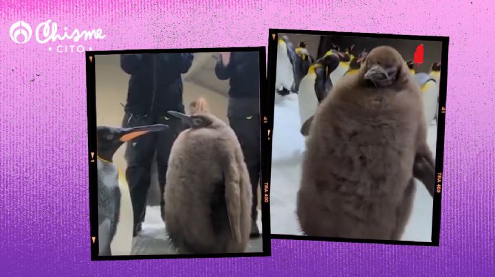 Pequeño comelón: Conoce al pingüino de 9 meses que pesa 21 kilos y come 25 peces por día