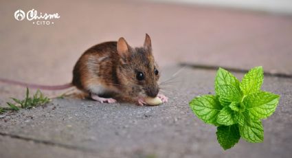 Aleja los roedores de casa con esta hierba aromática de múltiples usos