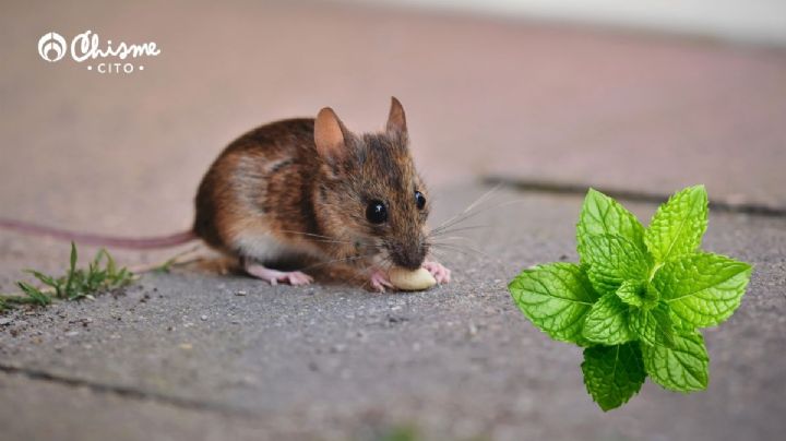 Aleja los roedores de casa con esta hierba aromática de múltiples usos