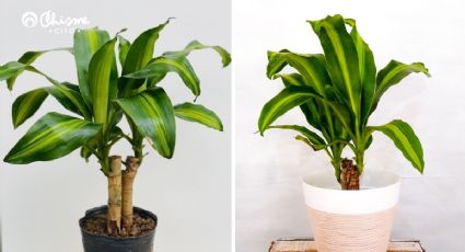 3 alternativas para reproducir tu Palo de Agua, según expertos en jardinería