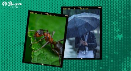 El desconocido significado de tener hormigas en el jardín