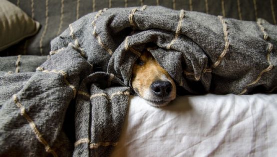 ¿Los pelos de tu mascota se quedaron pegados en tu ropa? Elimínalos con 4 trucos fáciles