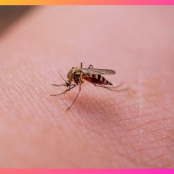 Si ya te picaron los mosquitos, estos son los mejores remedios para aliviar la comezón y ronchas