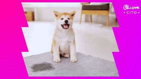 ¿Tu hogar huele a orina de tus perros? Esta es la manera más efectiva de limpiar