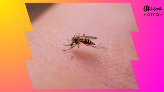 Si ya te picaron los mosquitos, estos son los mejores remedios para aliviar la comezón y ronchas
